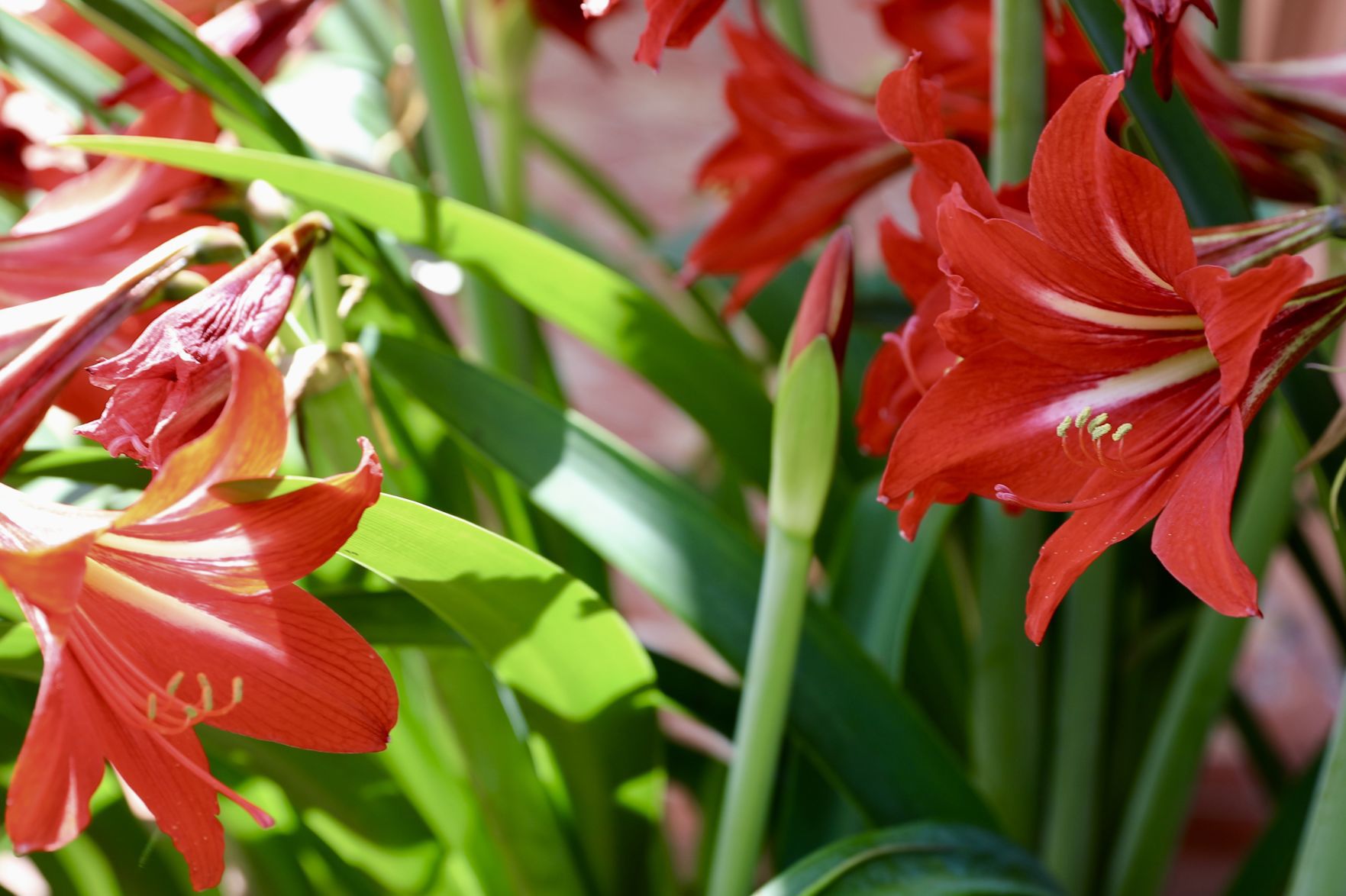Amaryllis Bloom